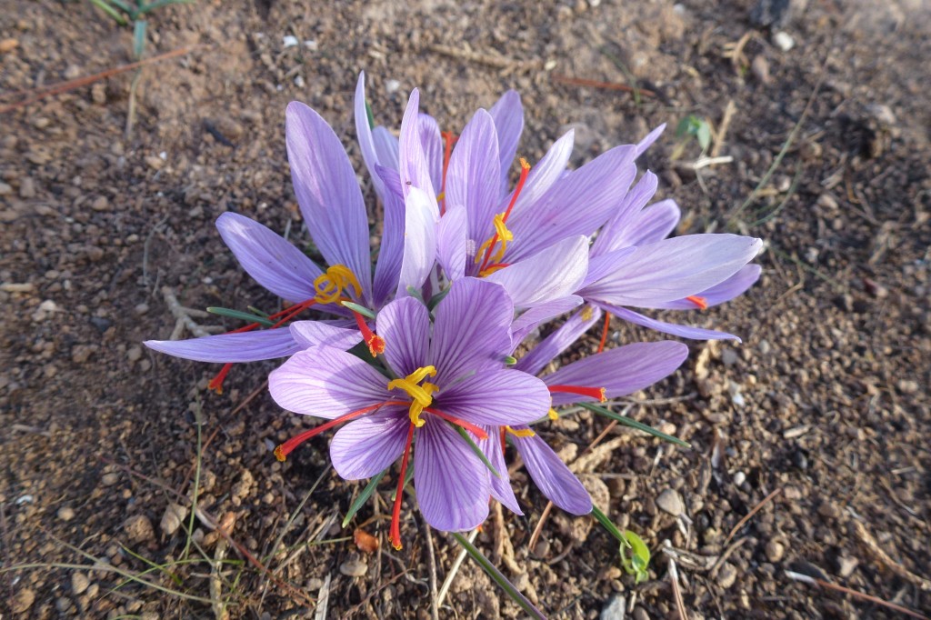 P1030058