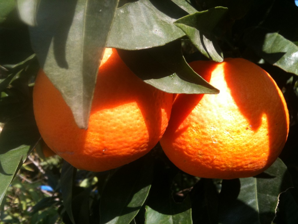 appelsiner
