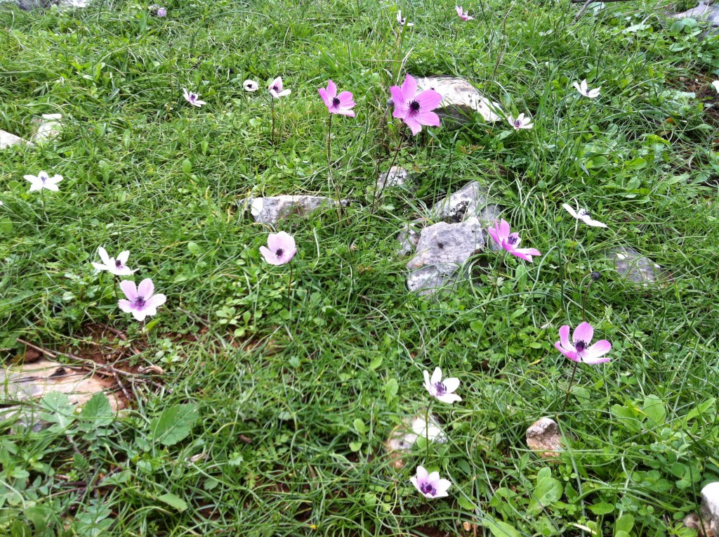 Anemone1