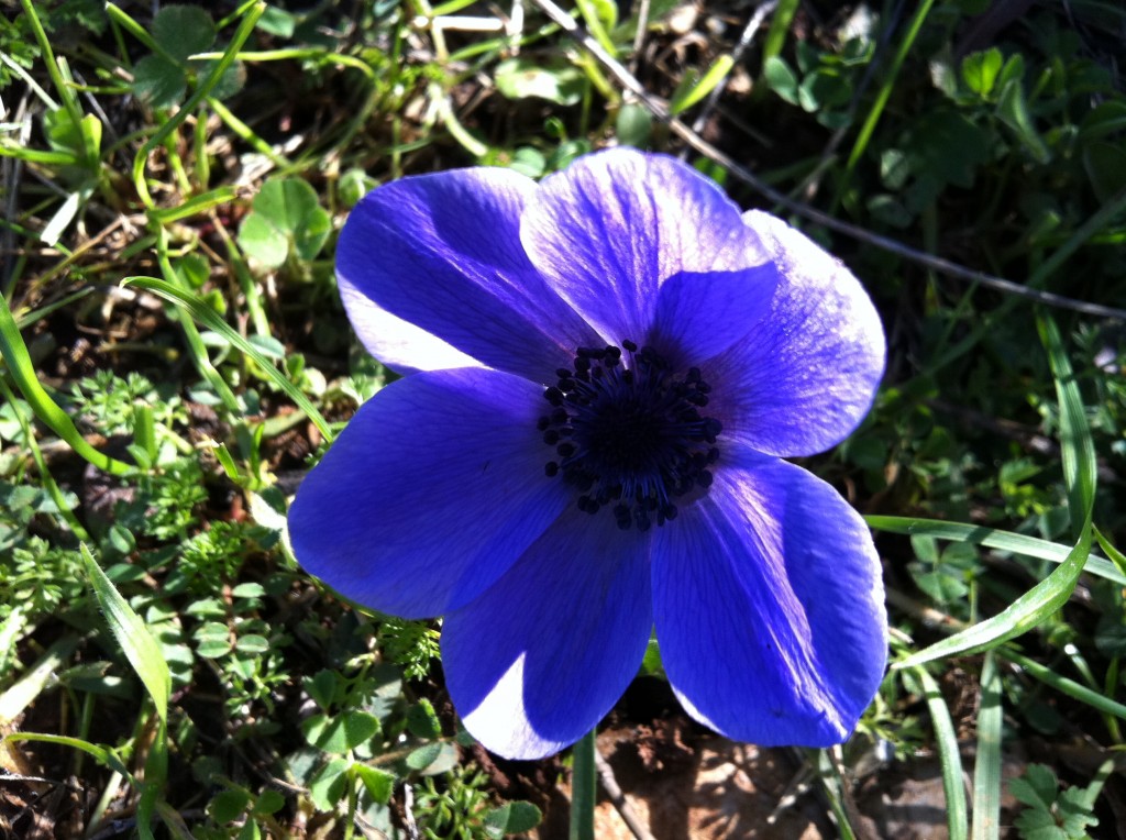 Anemone10