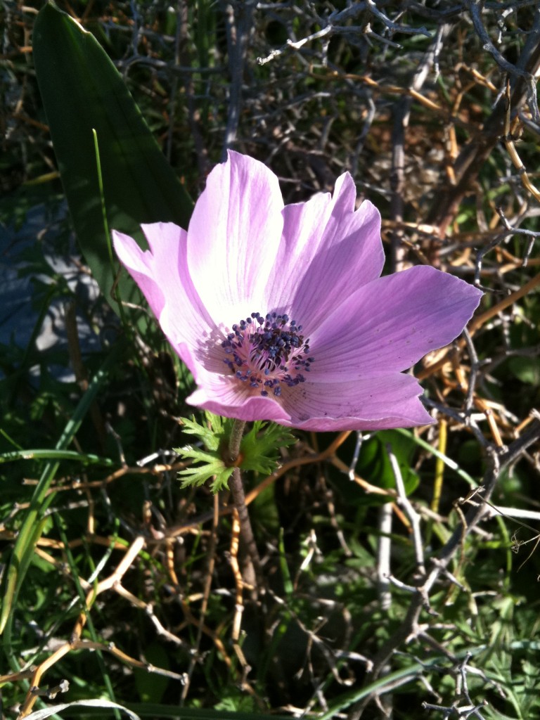 Anemone11