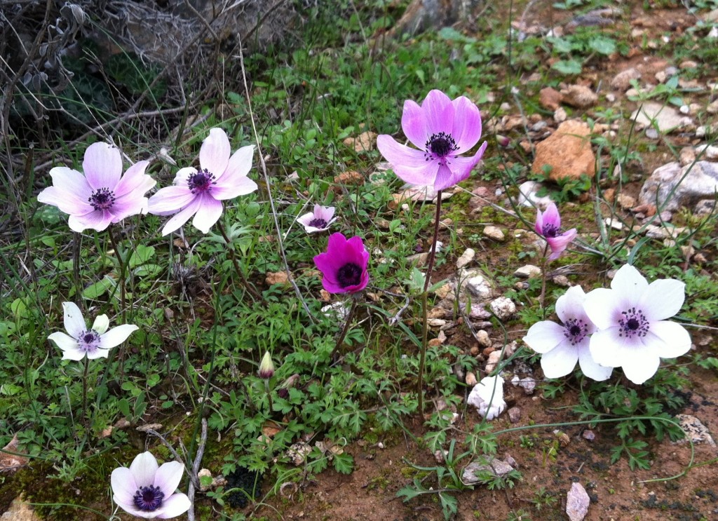 Anemone12