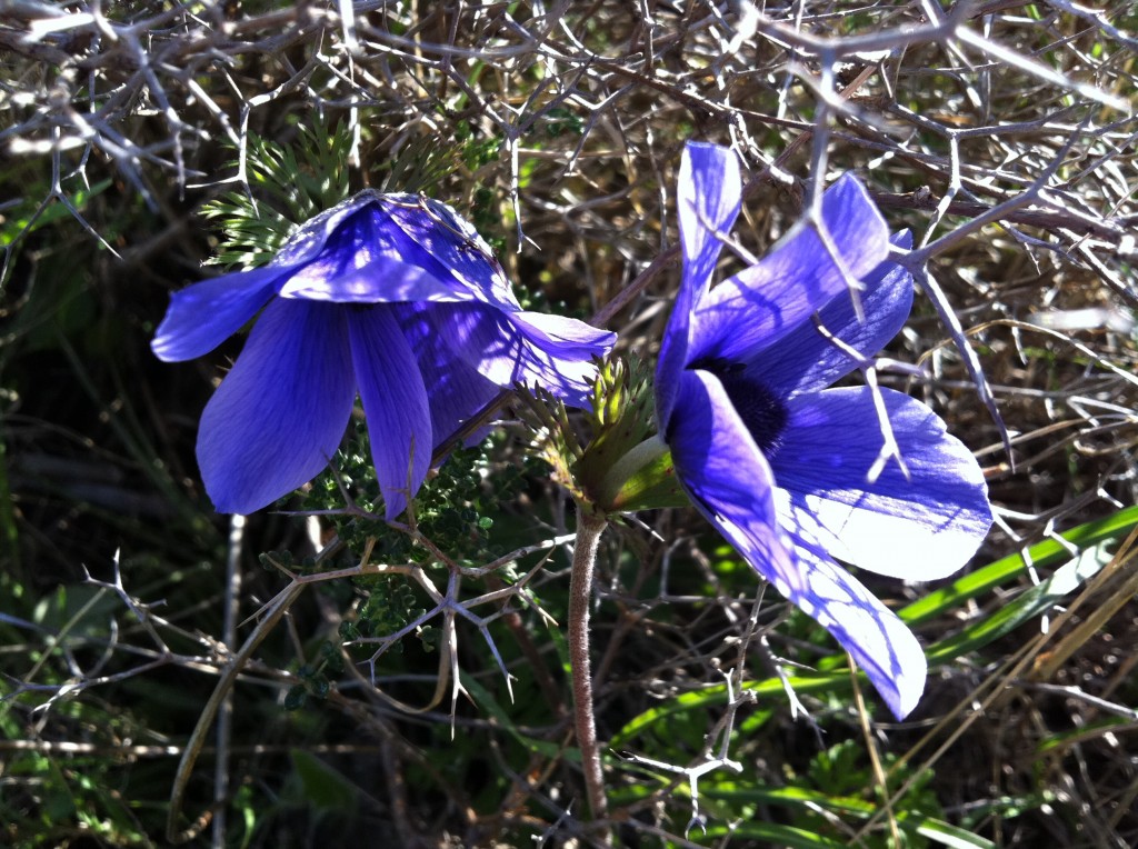 Anemone13