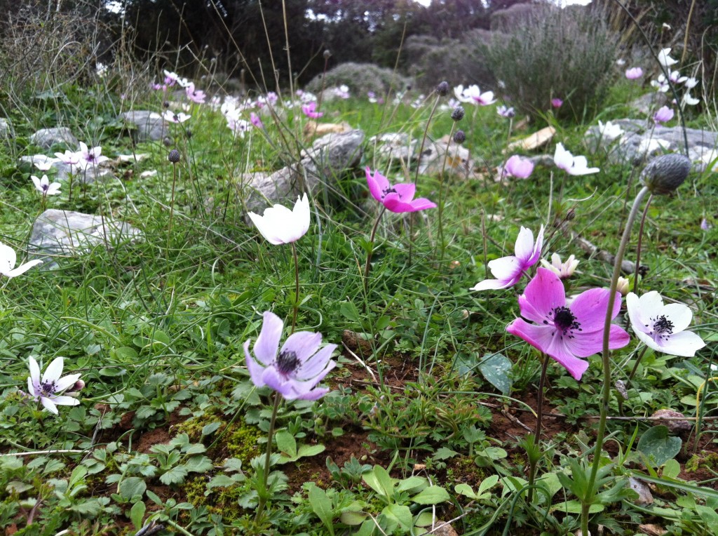 Anemone14