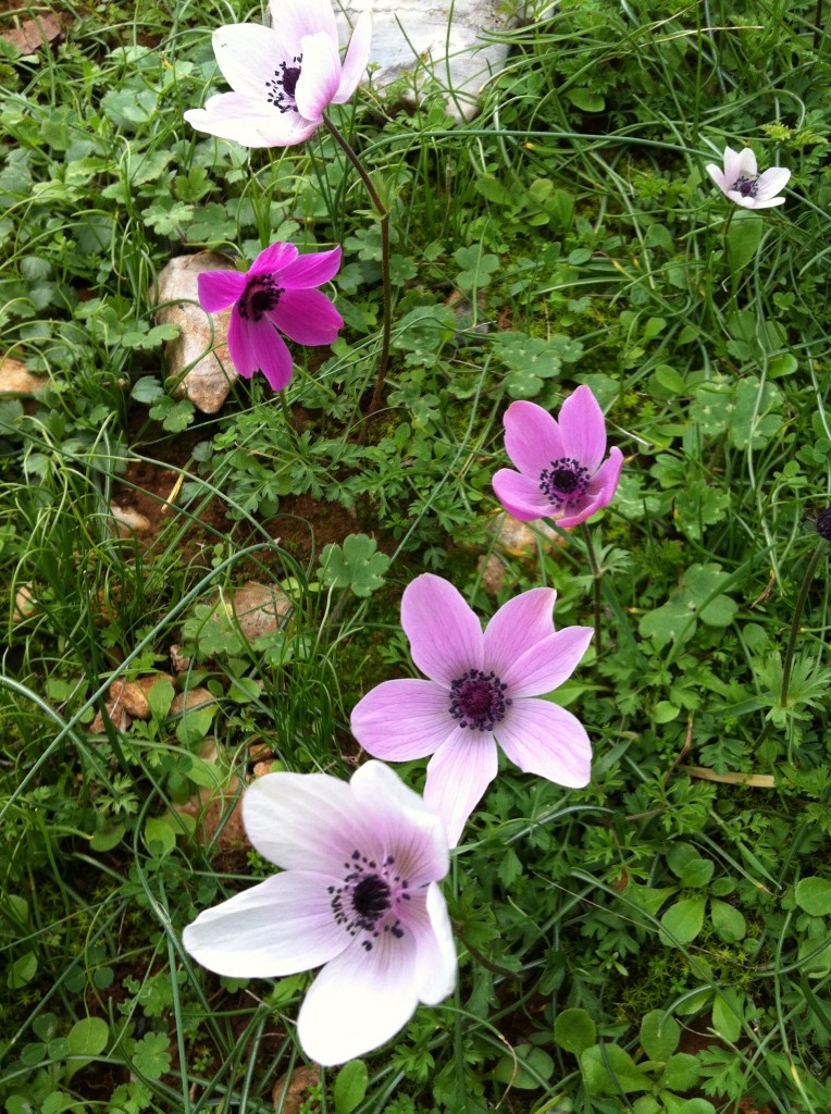Anemone15