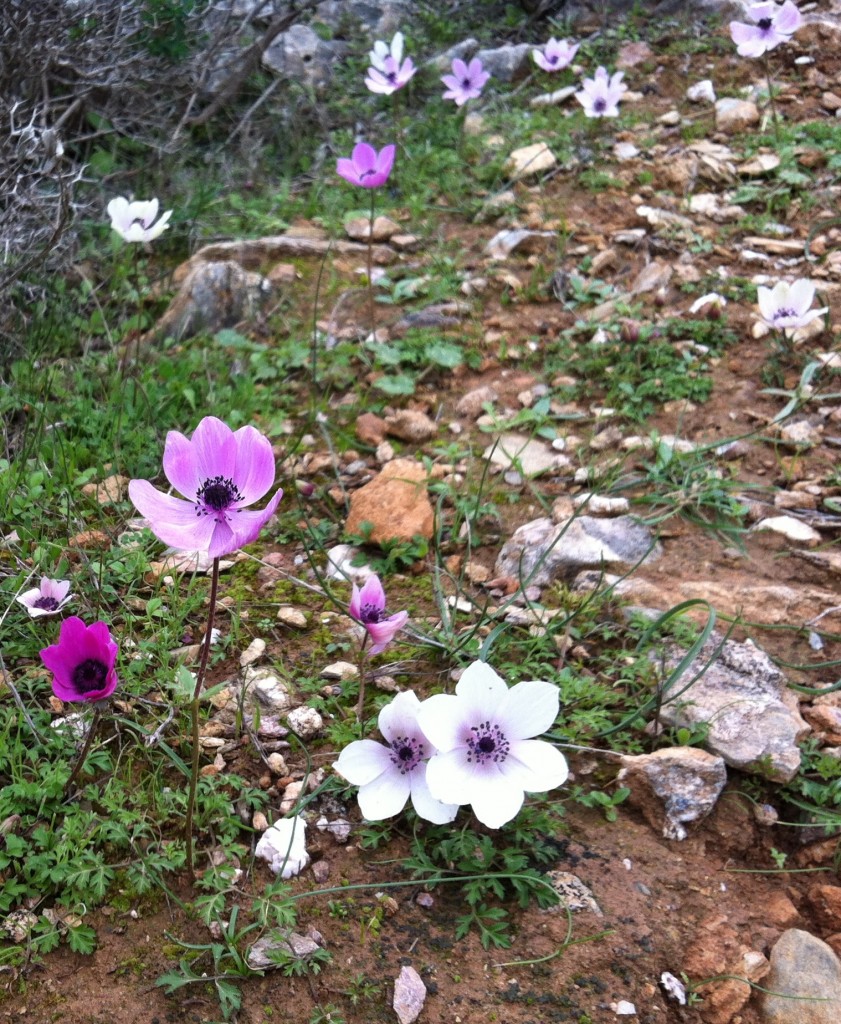 Anemone2