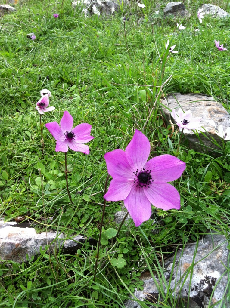 Anemone3