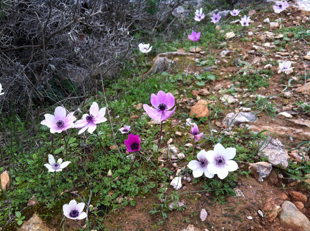 Anemone4