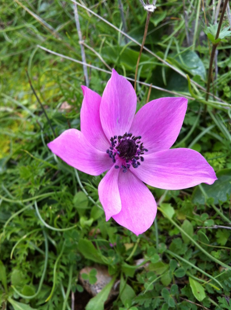 Anemone5