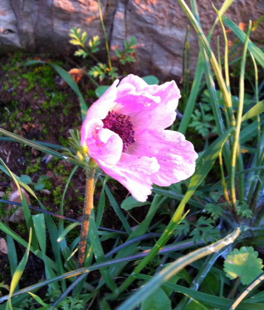 Anemone6