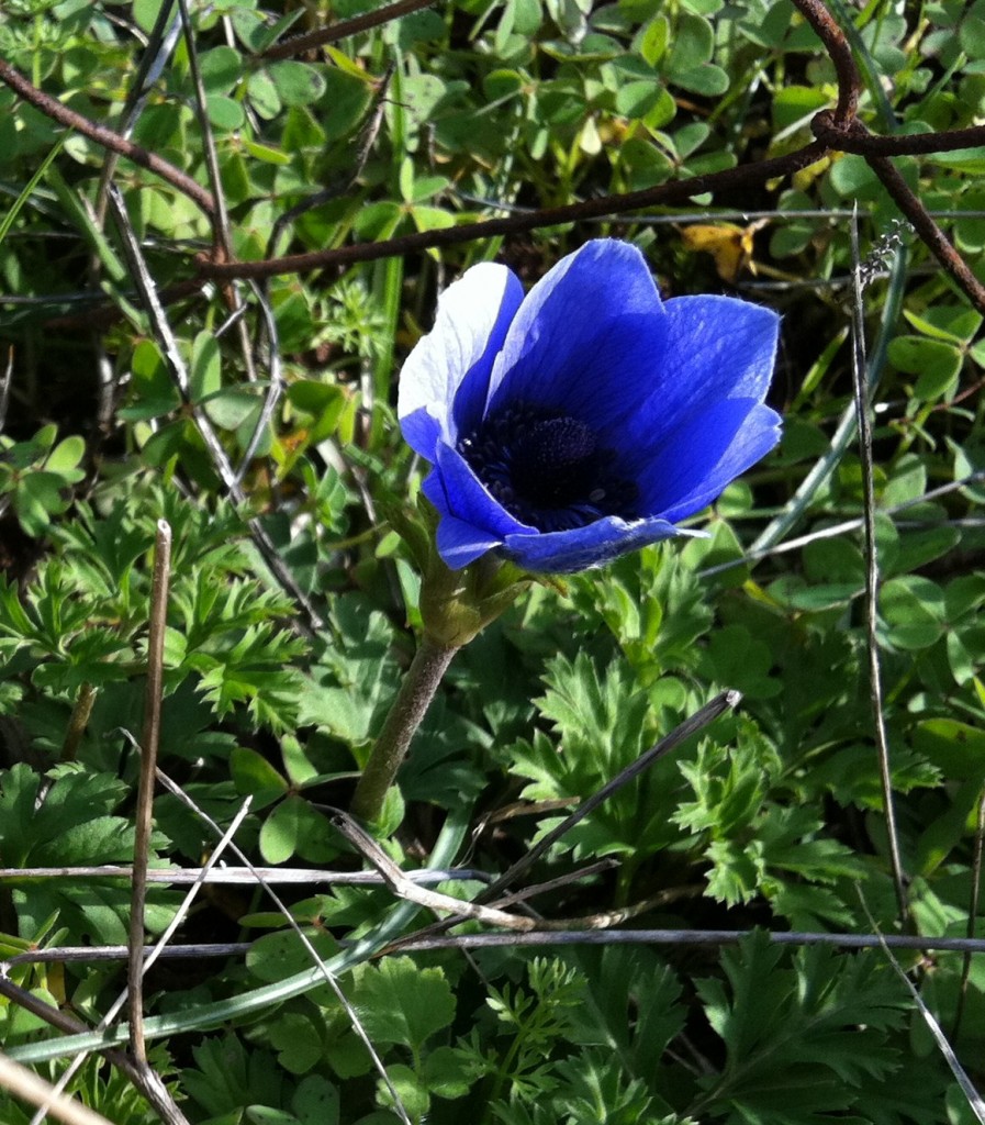 Anemone7