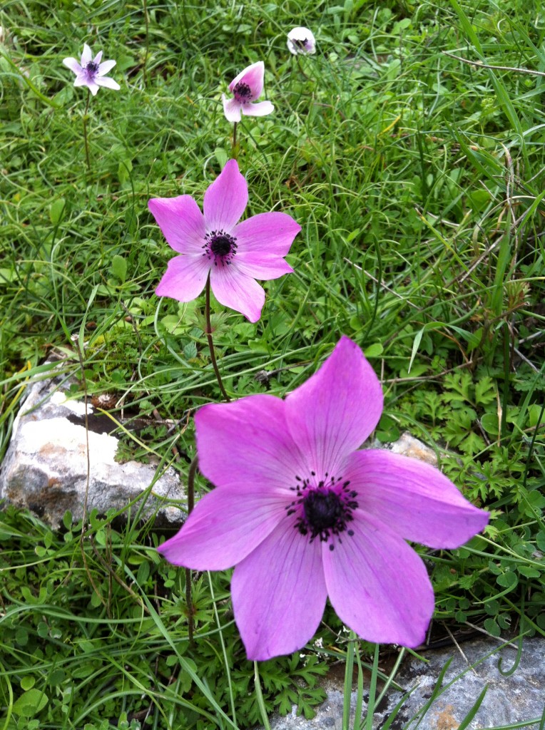 Anemone9